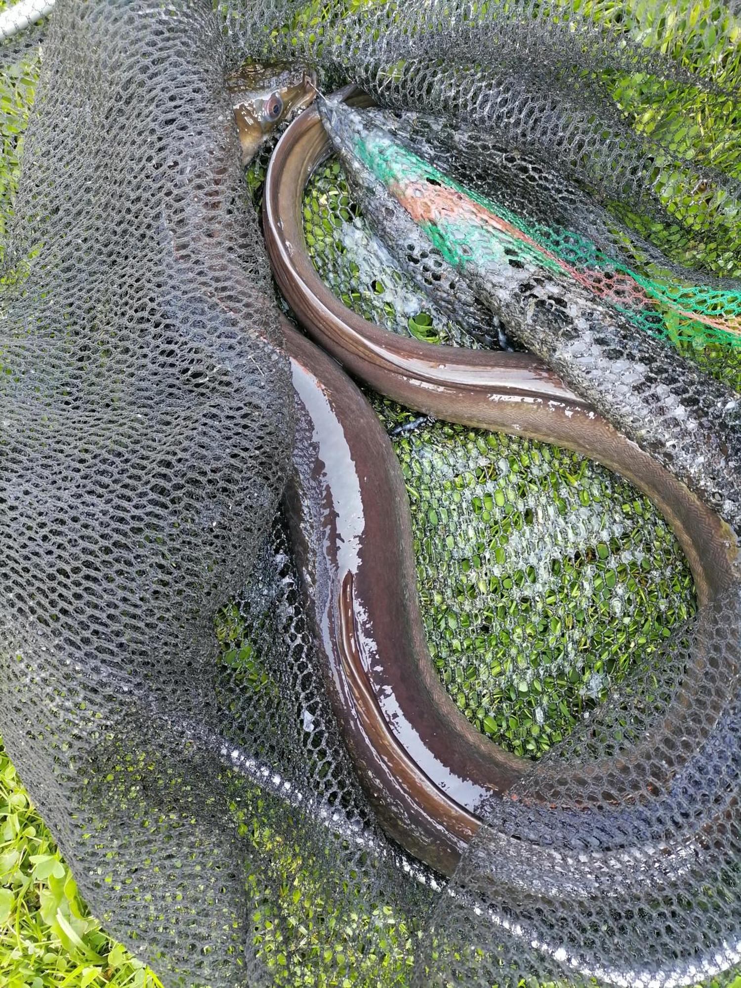 Agro-Tur Domki W Szuwarach Kuty Exteriör bild