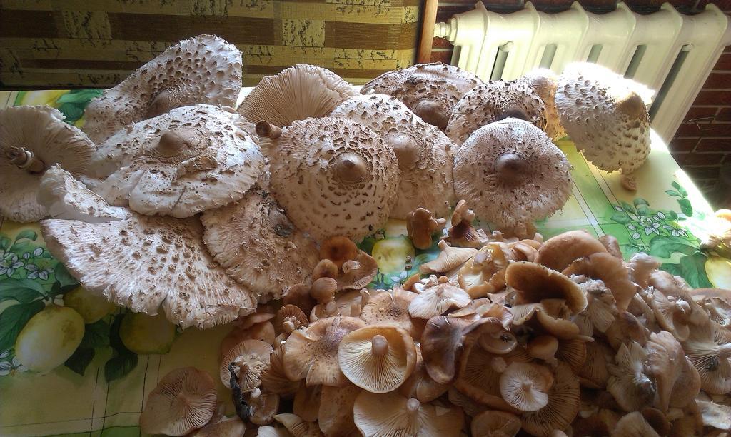 Agro-Tur Domki W Szuwarach Kuty Exteriör bild
