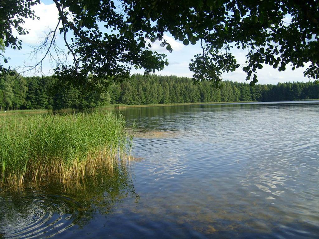 Agro-Tur Domki W Szuwarach Kuty Exteriör bild