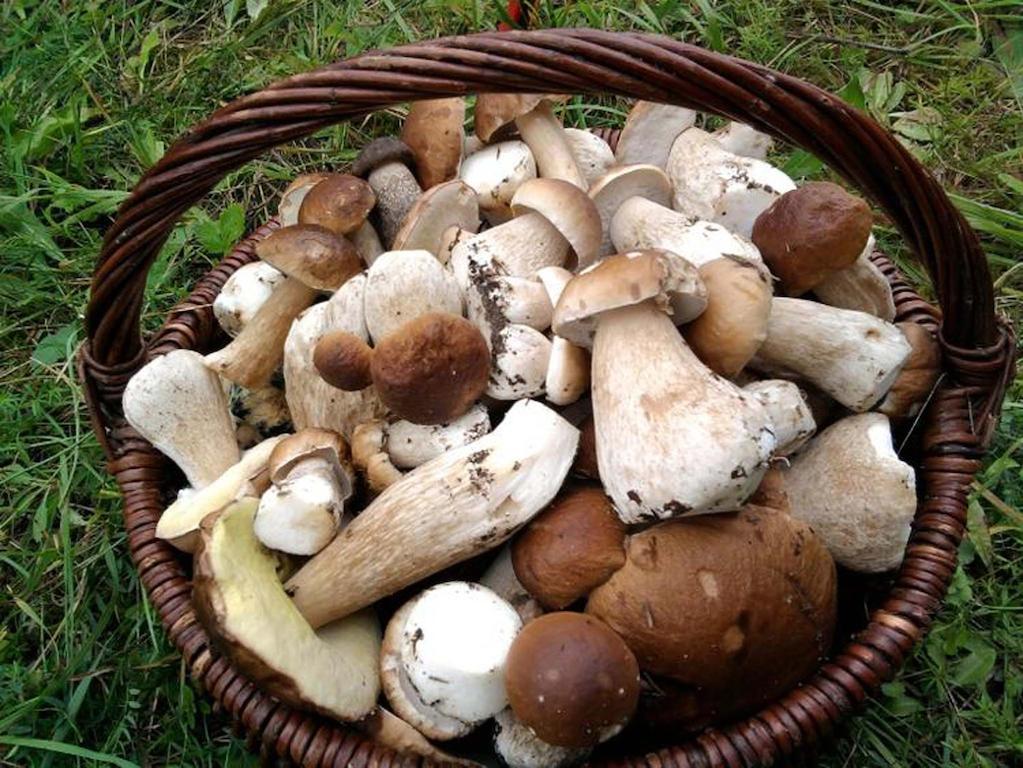 Agro-Tur Domki W Szuwarach Kuty Exteriör bild